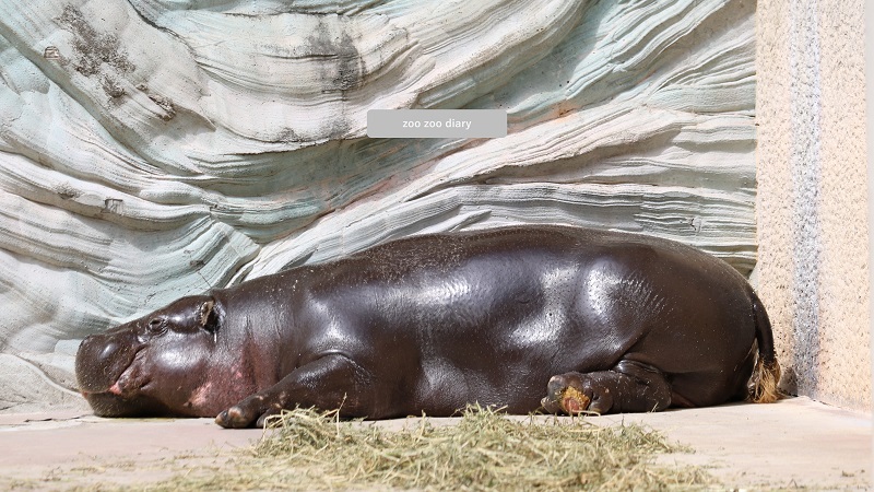 上野動物園 コビトカバ 寝