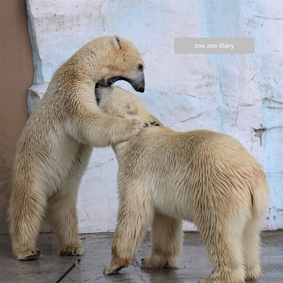 上野動物園 ホッキョクグマ 上野動物園 デアとイコロ ホッキョクグマ