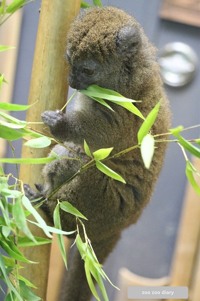 上野動物園 ハイイロジェントルキツネザル
