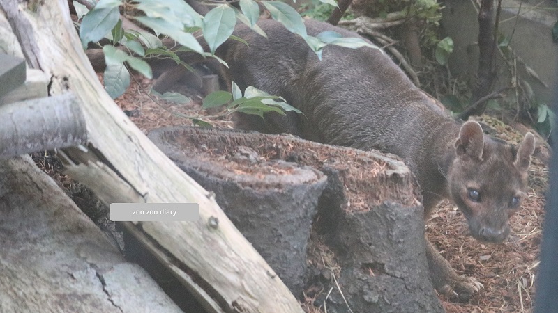 上野動物園 フォッサ 動