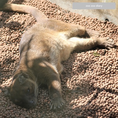 上野動物園 フォッサ 寝