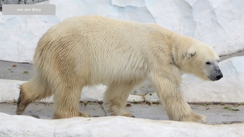 上野動物園 ホッキョクグマ 歩