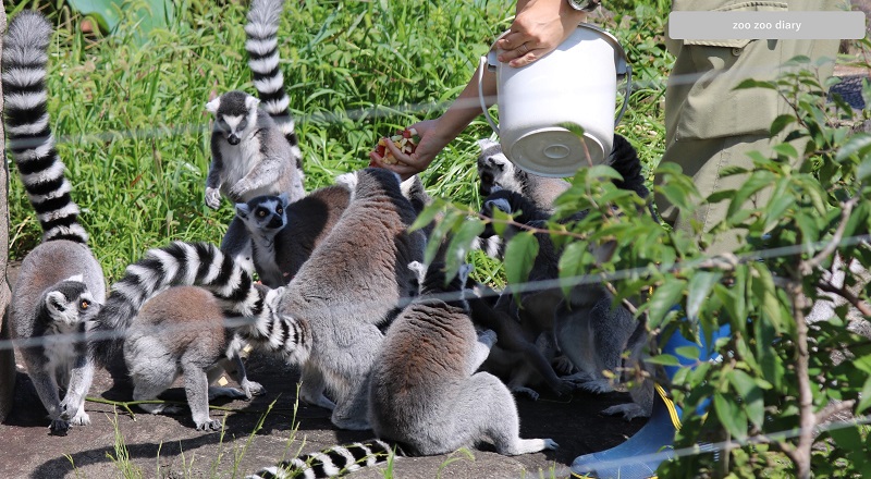 上野動物園 ワオキツネザル 食事の時間
