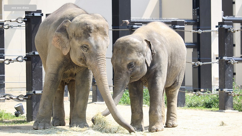 京都市動物園　アジアゾウ　食