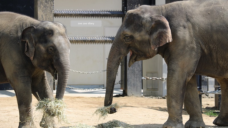 京都市動物園　アジアゾウ　食事