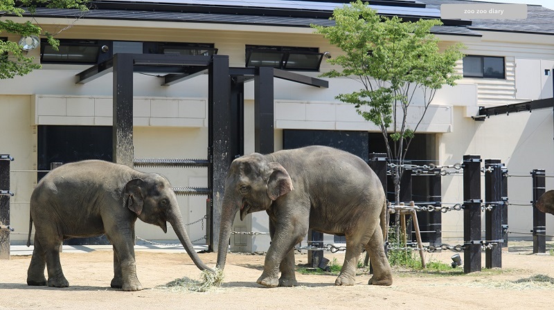 京都市動物園　アジアゾウ
