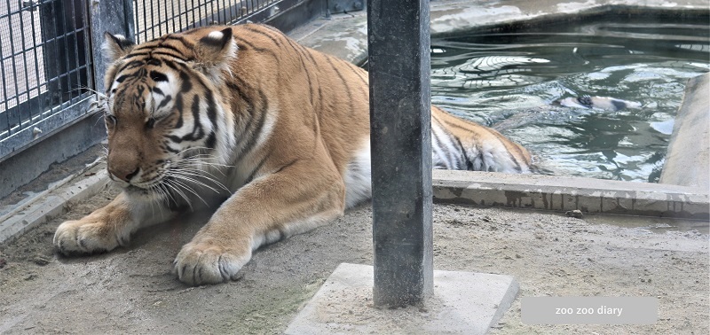 京都市動物園　アムールトラ　アオイ