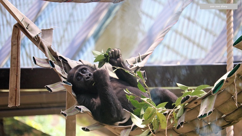 京都市動物園　ゲンタロ　ゴリラ