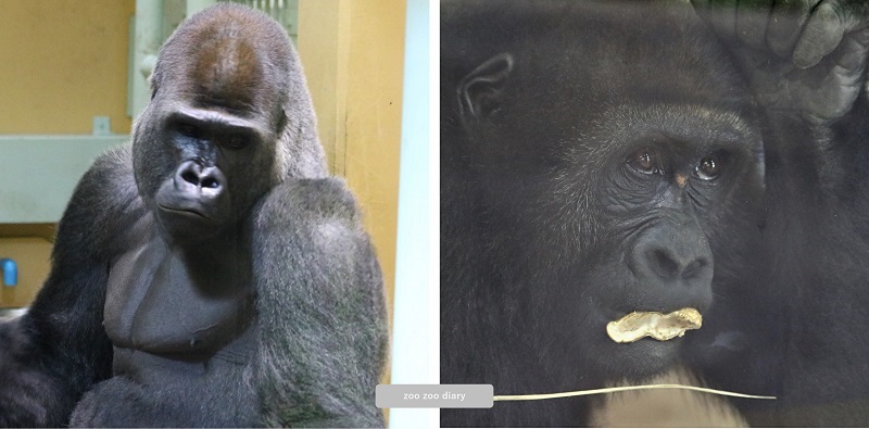 京都市動物園　ゴリラ　ガラス　室内