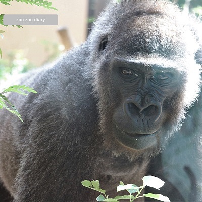 京都市動物園　ゴリラ　ゲンキ