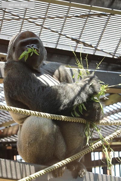 京都市動物園　ゴリラ　モモタロウ　食