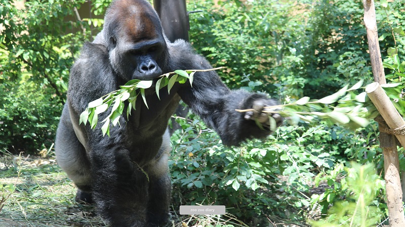 京都市動物園　ゴリラ　モモタロウ　食歩
