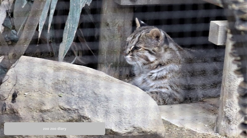 京都市動物園　ツシマヤマネコ