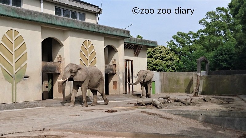 熊本市動植物園　アフリカゾウ