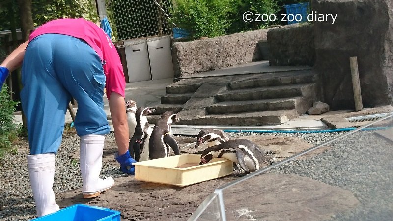 熊本市動植物園　ペンギン