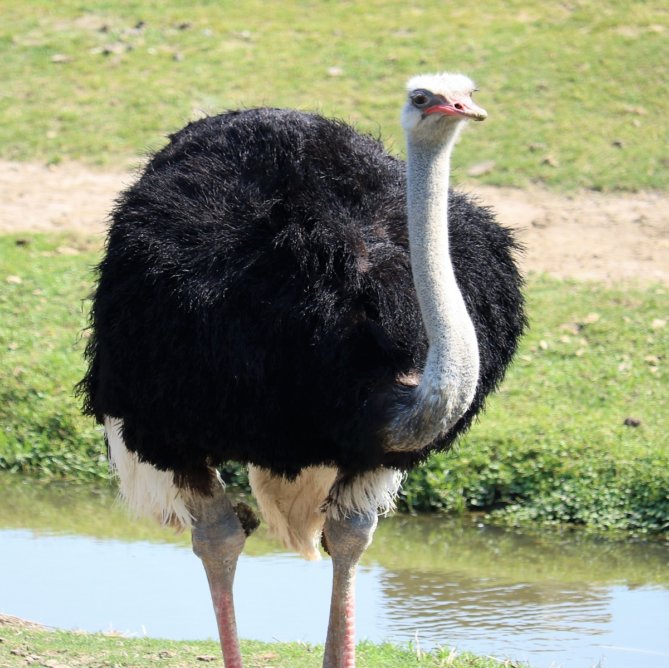 すごいぞダチョウ 知れば知るほど好きになるダチョウの魅力 Zoo Zoo Diary 動物園と豆知識