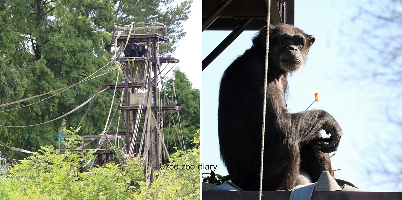 熊本市動植物園　チンパンジー