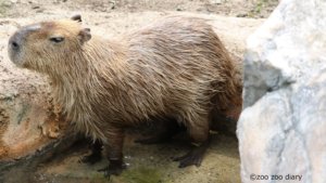 熊本市動植物園　カピバラ　プール