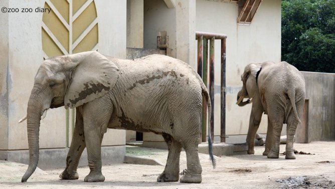熊本市動植物園 アフリカゾウ