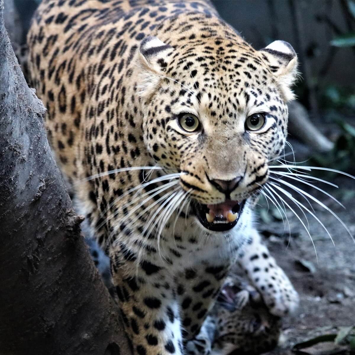 ジャガーとヒョウの違いは 知っておきたい動物の特徴や見分け方 Zoo Zoo Diary 動物園と豆知識