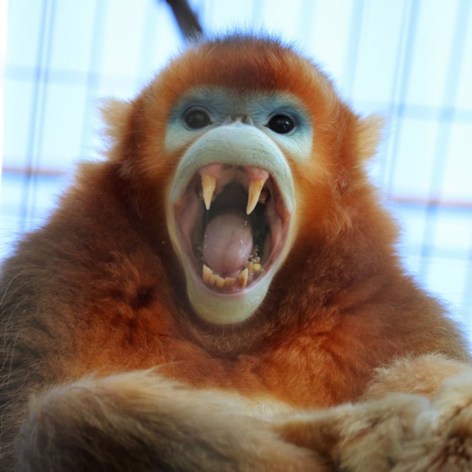 すべての花の画像 最高中国 猿 キンシコウ