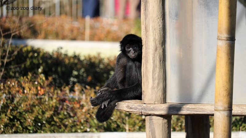 熊本市動植物園 クモザル