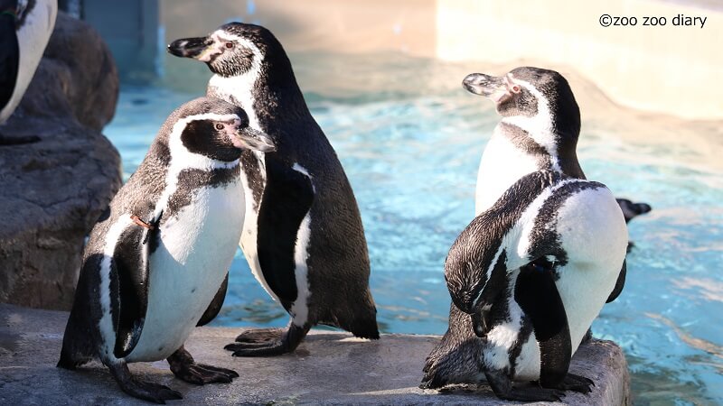 熊本市動植物園　ペンギン