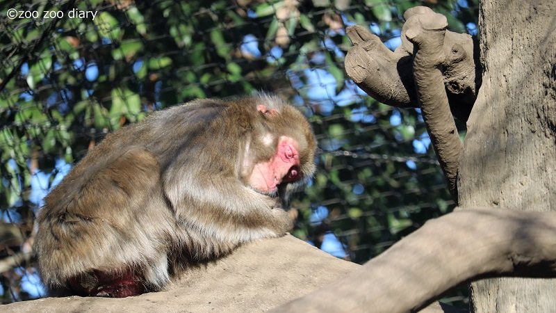 熊本市動植物園 ニホンザル