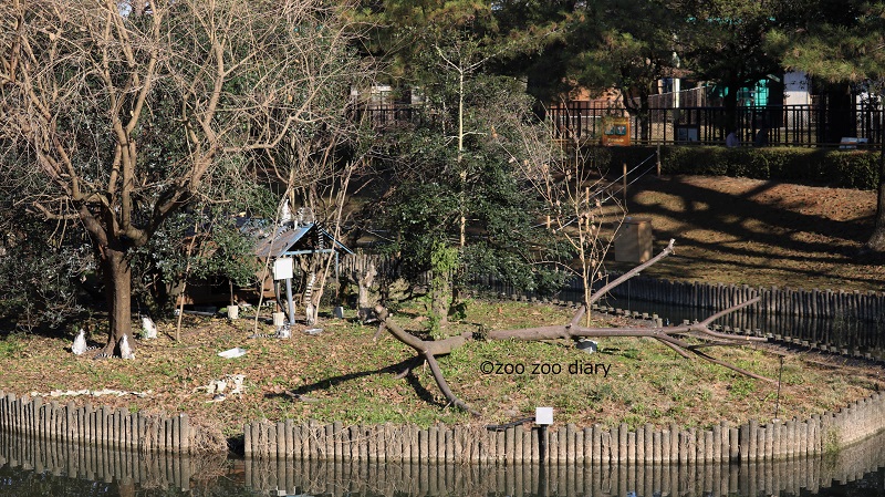 熊本市動植物園　ワオキツネザル