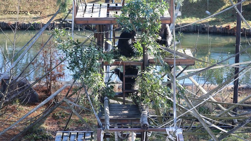 熊本市動植物園　チンパンジー