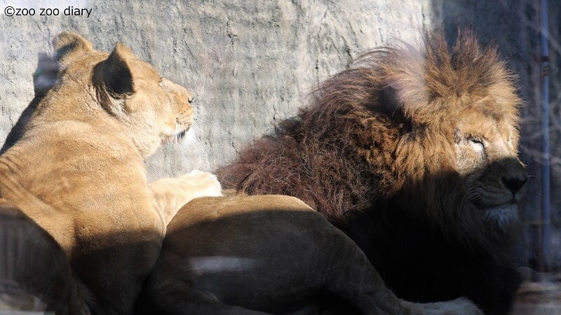 熊本市動植物園　ライオン
