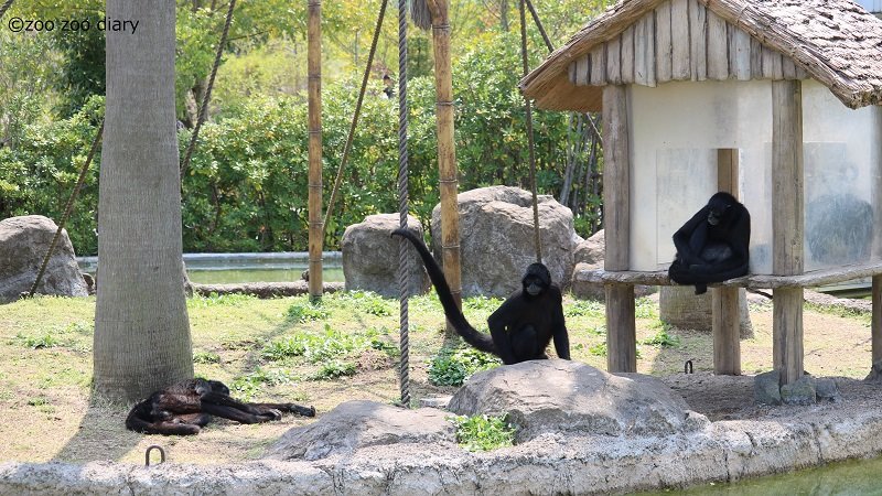 熊本市動植物園　クモザル