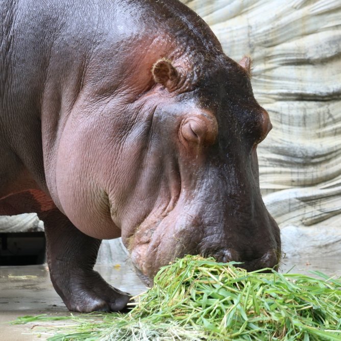パンダもゴリラもオカピもコビトカバも 珍獣だらけの上野動物園 Zoo Zoo Diary 動物園と豆知識
