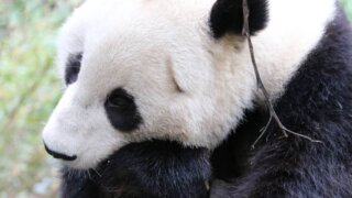 サンディエゴ動物園 ジャイアントパンダ
