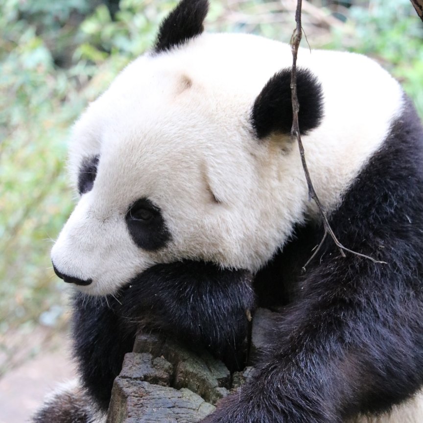 サンディエゴ動物園 ジャイアントパンダ Zoo Zoo Diary 動物園と豆知識