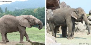 アフリカゾウとアジアゾウ