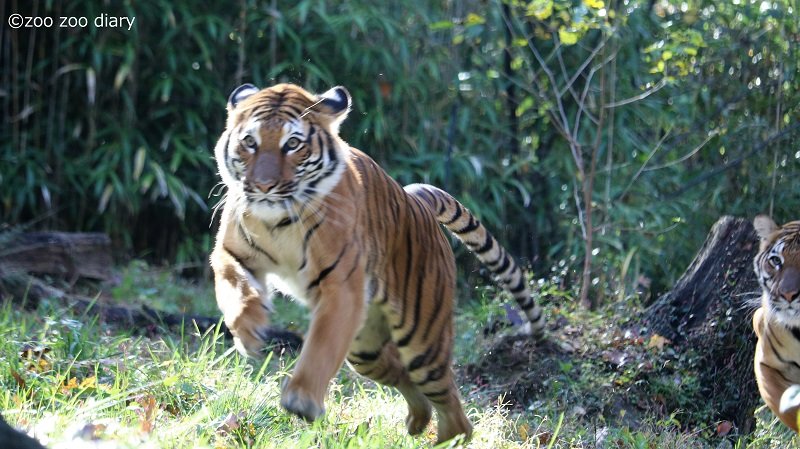 ブロンクス動物園　マレートラ