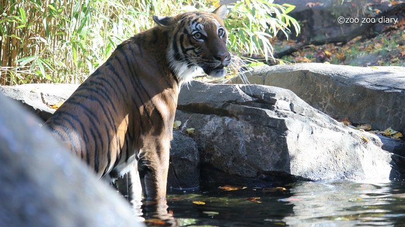 ブロンクス動物園 マレートラ