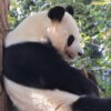 神戸・王子動物園パンダやゾウ、猛獣に会える！アクセスと動物紹介