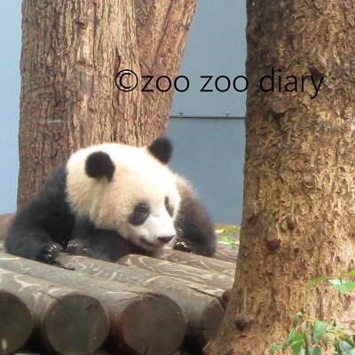 上野動物園 パンダの赤ちゃん シャンシャン