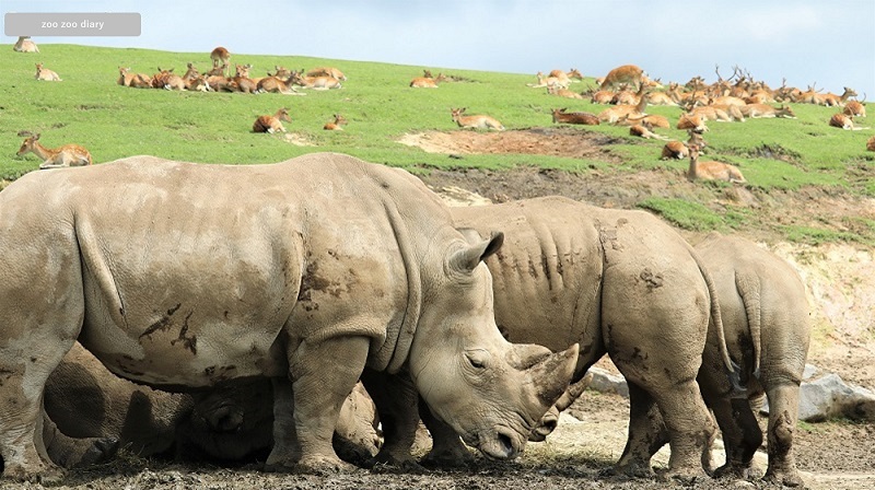 アフリカンサファリ　サイの群れ