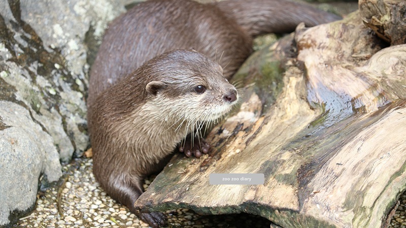 平川動物公園　コツメカワウソ　陸