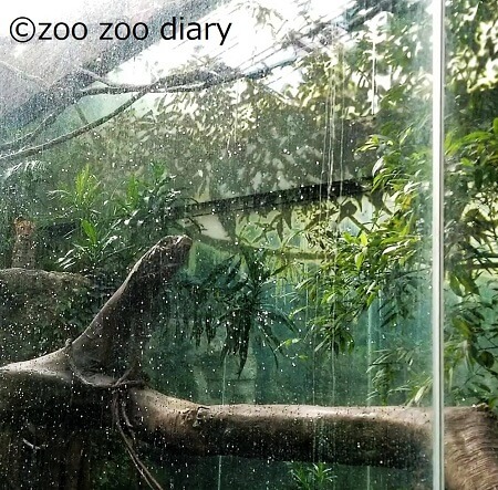 ブロンクス動物園 ヒョウ
