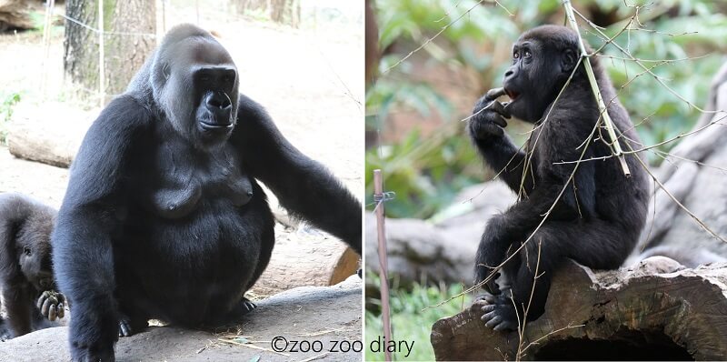 上野動物園 ニシローランドゴリラ 親子