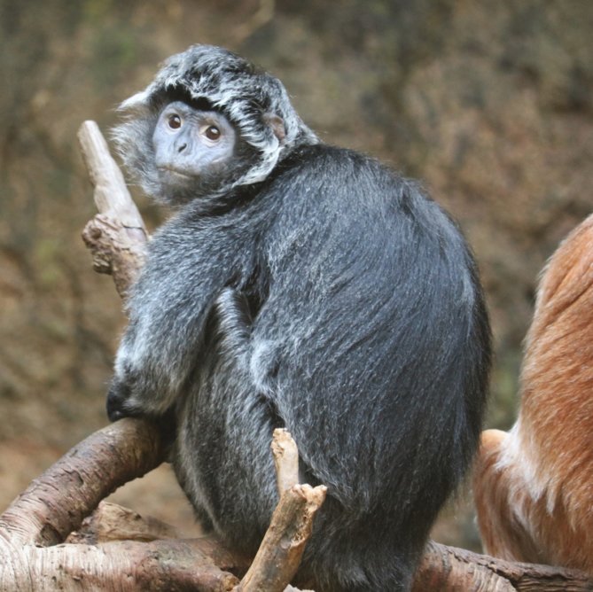 ブロンクス動物園ジャングルワールド 日本では会えない動物だらけ Zoo Zoo Diary 動物園と豆知識