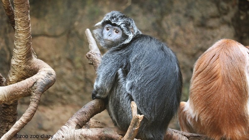ブロンクス動物園 ジャワルトン ラングール