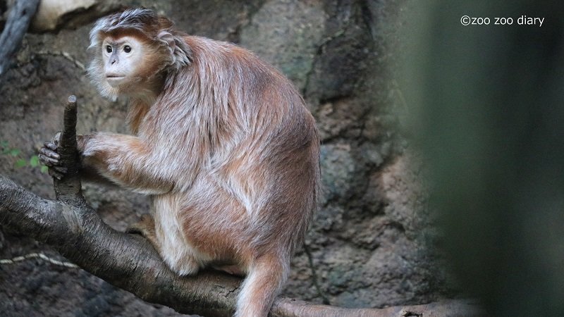 ブロンクス動物園 ジャワルトン ラングール