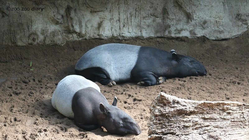 ブロンクス動物園 マレーバク