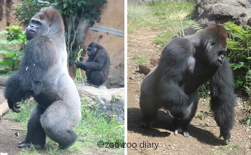 上野動物園ゴリラ図鑑 お気に入りのゴリラを見つけよう Zoo Zoo Diary