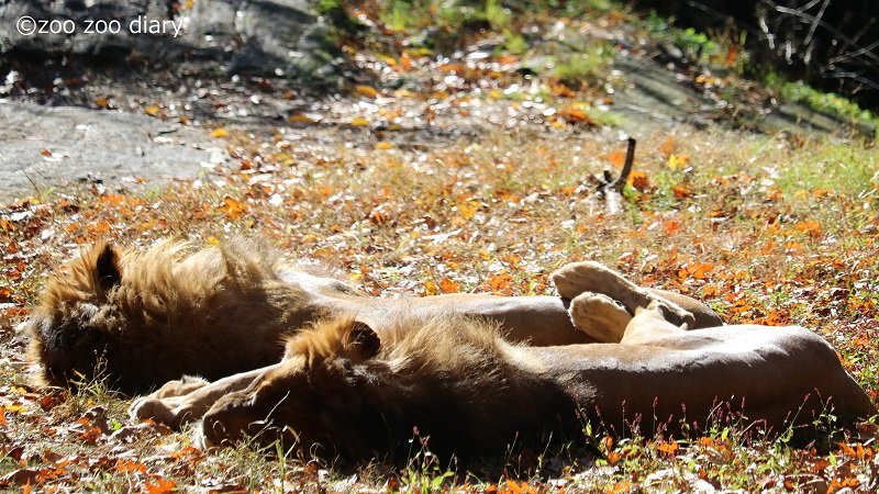 ブロンクス動物園 ライオン